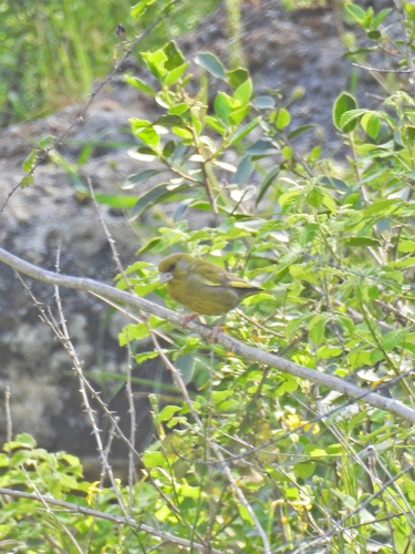 European Greenfinch