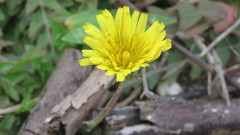 Taraxacum formosanum