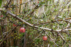 Coprosma cheesemanii