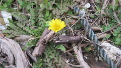 Taraxacum formosanum