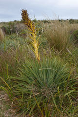 Aciphylla scott-thomsonii