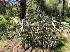 Acacia harpophylla