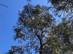Acacia harpophylla