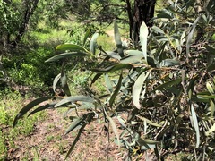 Acacia harpophylla