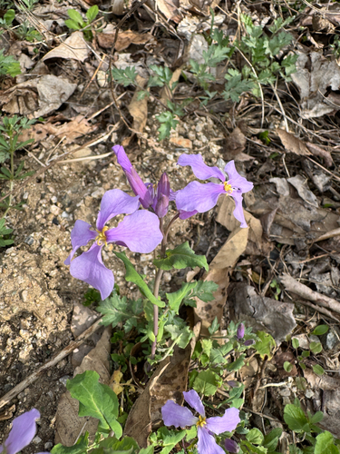 Orychophragmus violaceus iNat (1)