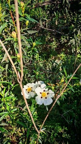 Gum Rock-rose