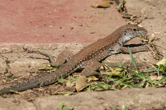 Ameiva praesignis