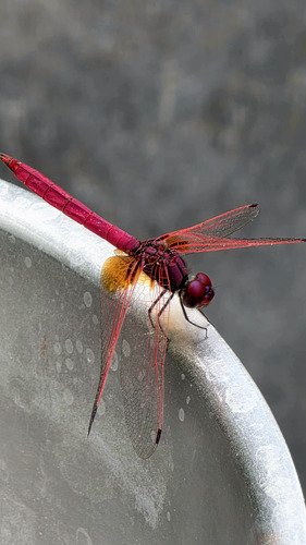 Crimson Marsh Glider