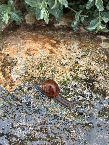 Cornu aspersum
