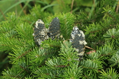 Abies sachalinensis