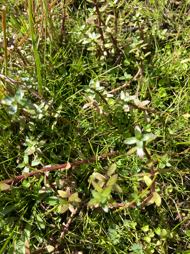 Gratiola sexdentata, 2026-04-14