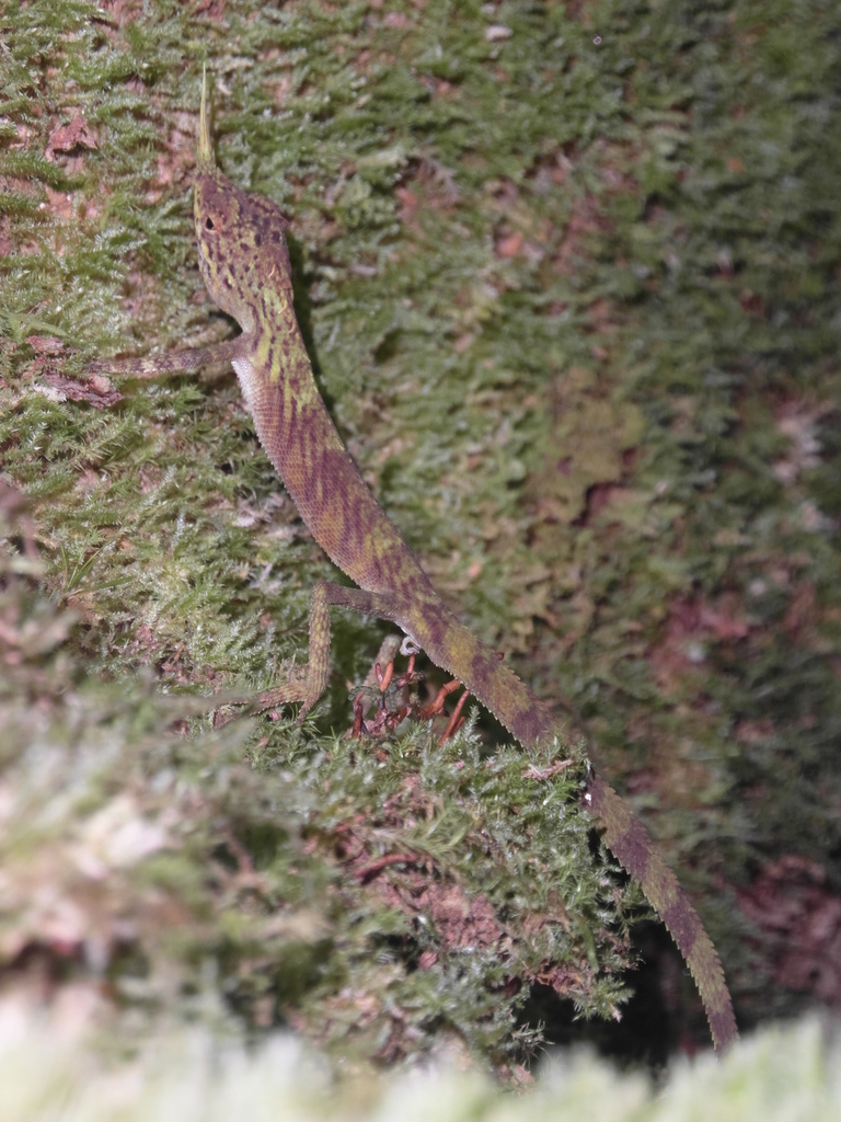 Bornean Horned Agama