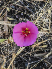 Clarkia gracilis
