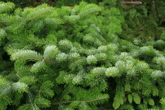 Abies sachalinensis