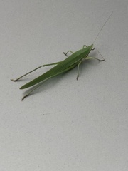 Euconocephalus incertus