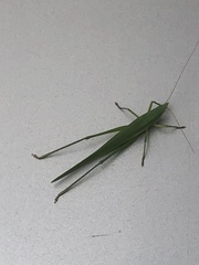 Euconocephalus incertus