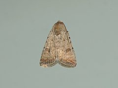 Caradrina clavipalpis