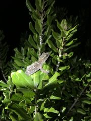 Dactylocnemis pacificus