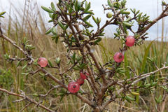 Coprosma cheesemanii