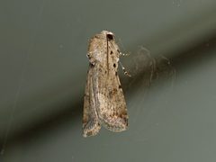 Caradrina clavipalpis