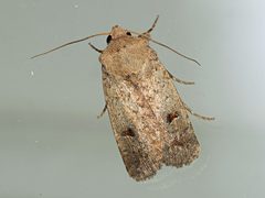 Caradrina clavipalpis