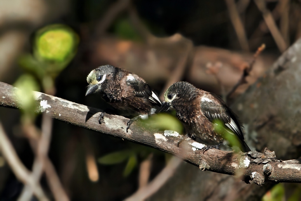 Whyte's Barbet (Stactolaema whytii), photo 1