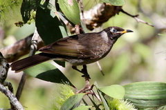 Bolemoreus frenatus