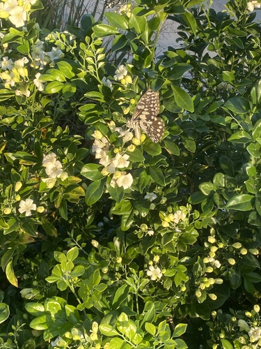 Lime Swallowtail
