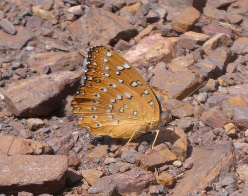 Guinea-fowl Butterfly