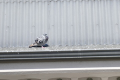 Columba livia domestica