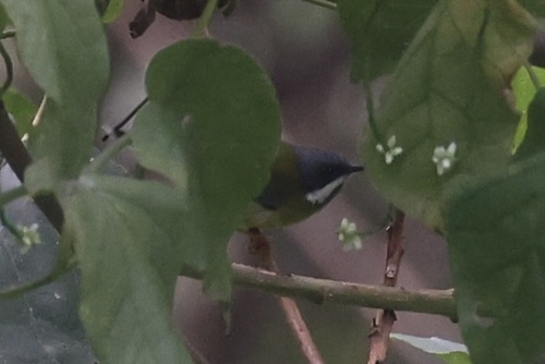 Black-throated Apalis (Apalis jacksoni), photo 3
