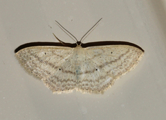 Scopula perlata