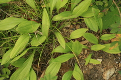 Allium ochotense