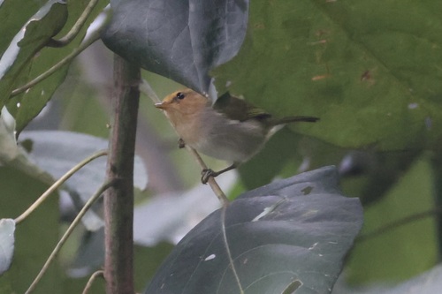 Red-faced Woodland Warbler (Phylloscopus laetus), photo 6