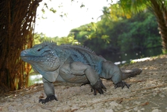 Grand Cayman Blue Iguana photo 4