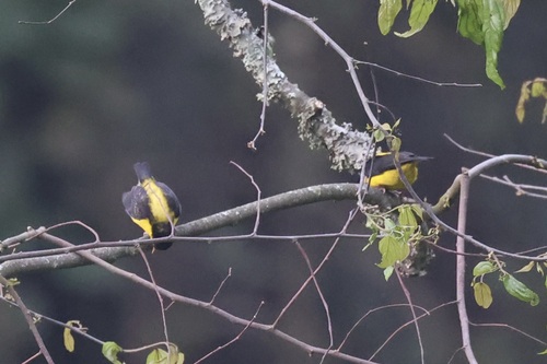 Brown-capped Weaver (Ploceus insignis), photo 1