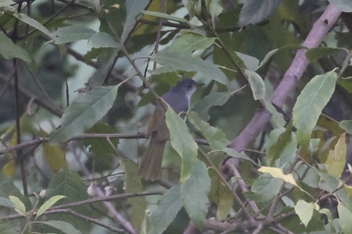 Yellow-streaked Greenbul (Phyllastrephus flavostriatus), photo 8