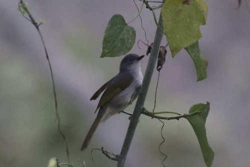 Yellow-streaked Greenbul (Phyllastrephus flavostriatus), photo 9