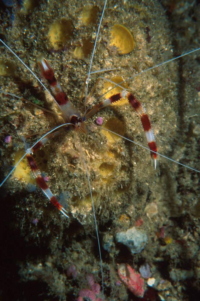 Banded Coral Shrimp from Balicasag Island, Panglao, Bohol, Philippines ...