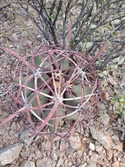 Ferocactus emoryi emoryi