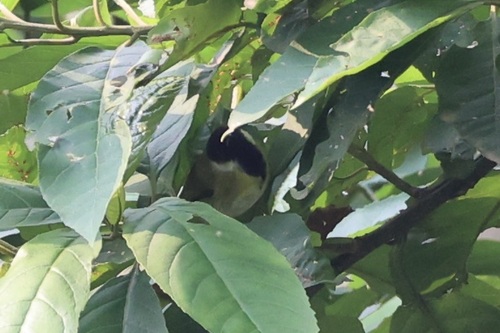 Mountain Masked Apalis (Apalis personata), photo 1