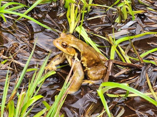Eastern Japanese Toad, Bufo formosus