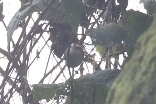 White-browed Crombec (Sylvietta leucophrys), photo 3