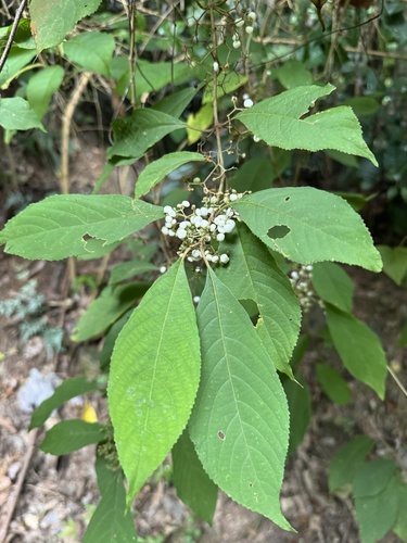 Callicarpa longifolia observed 2026-04-14