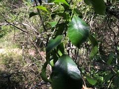 Auranticarpa rhombifolia