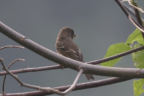 Thick-billed Seedeater (Crithagra burtoni), photo 5