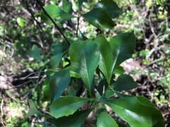 Auranticarpa rhombifolia