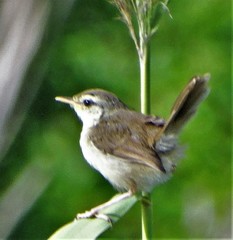 Prinia subflava pondoensis