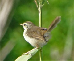 Prinia subflava pondoensis