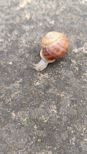 Eobania vermiculata
